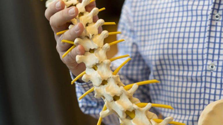 Nahaufnahme eines Modells einer Wirbelsäule