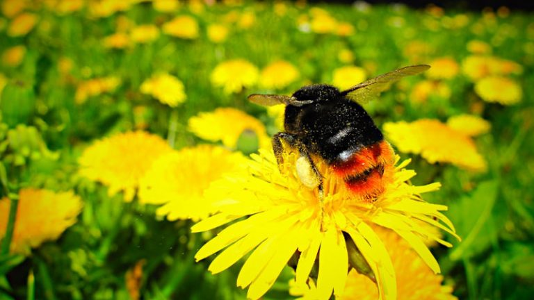 Hummel Hummel auf gelber Blume mit Pollen