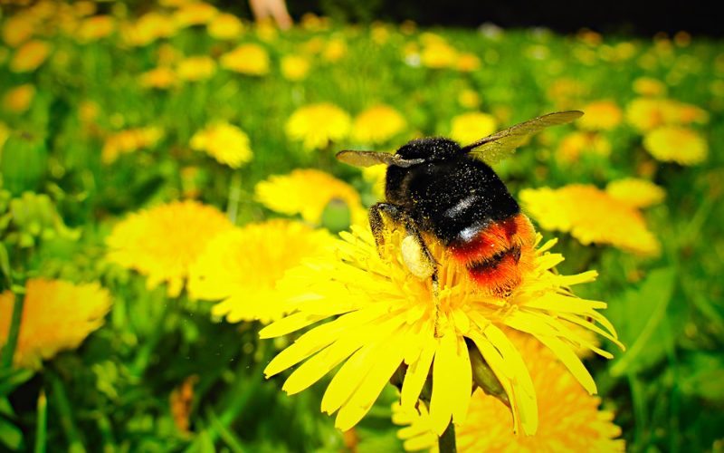Hummel Hummel auf gelber Blume mit Pollen
