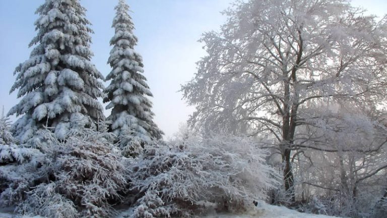 Verschneite Bäume in Winterlandschaft