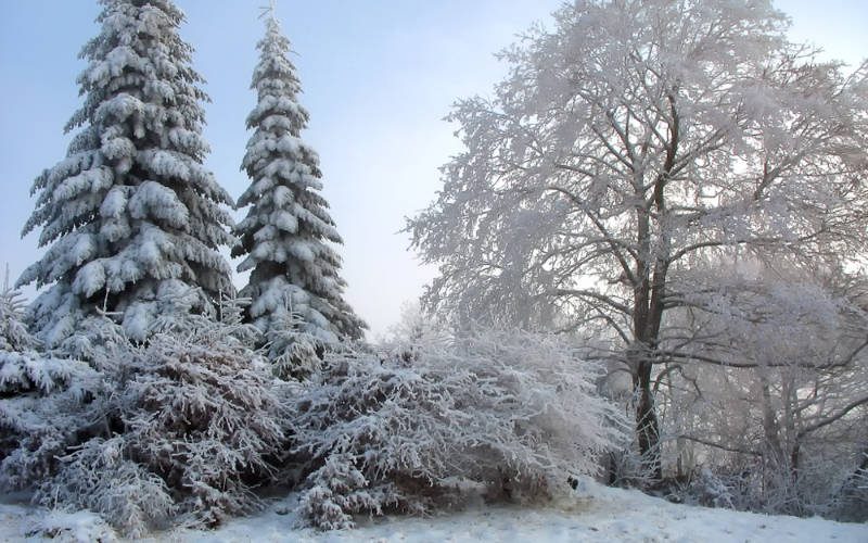 Wintertannen Verschneite Bäume in Winterlandschaft