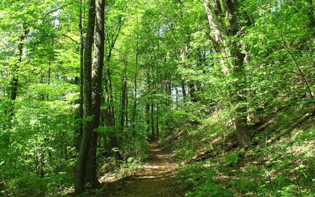 Wald Ein sehr grüner, dichter Waldweg
