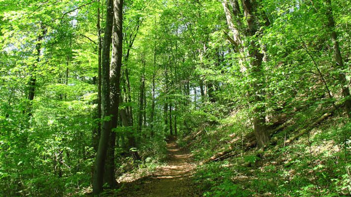 Ein sehr grüner, dichter Waldweg