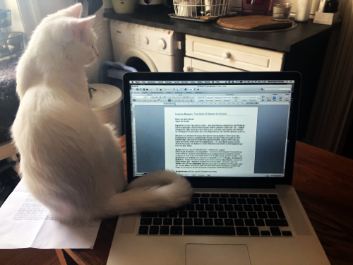 Eine weiße Katze sitzt neben einem aufgeklappten Laptop in einer Küche