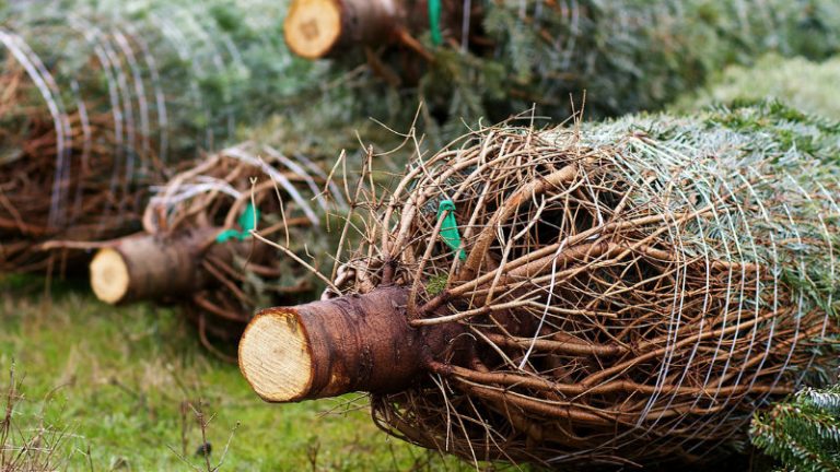 Geschnittene und gebundene Tannen.
