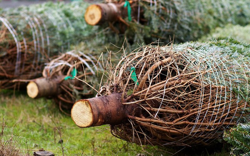 Tanne1 Geschnittene und gebundene Tannen.