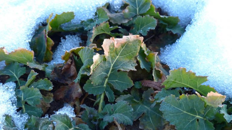 Winterkohl im Schnee