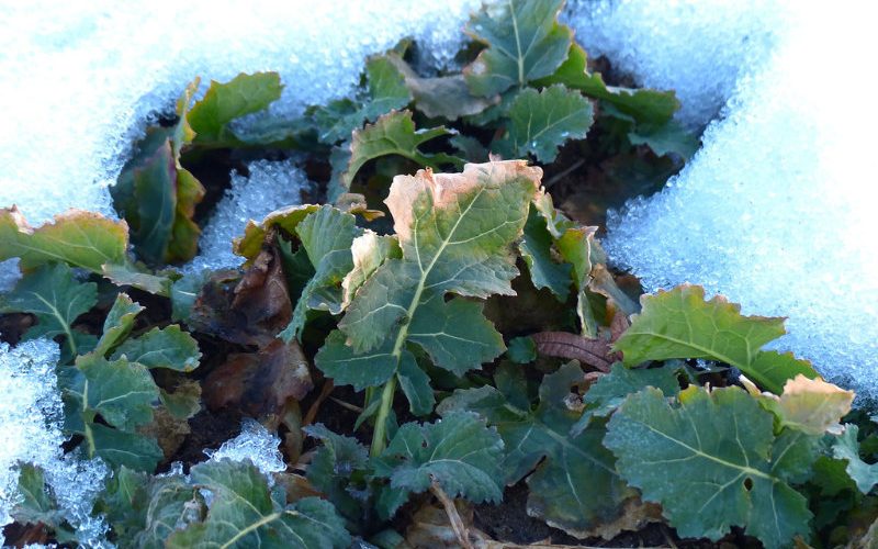 Winterkohl im Schnee