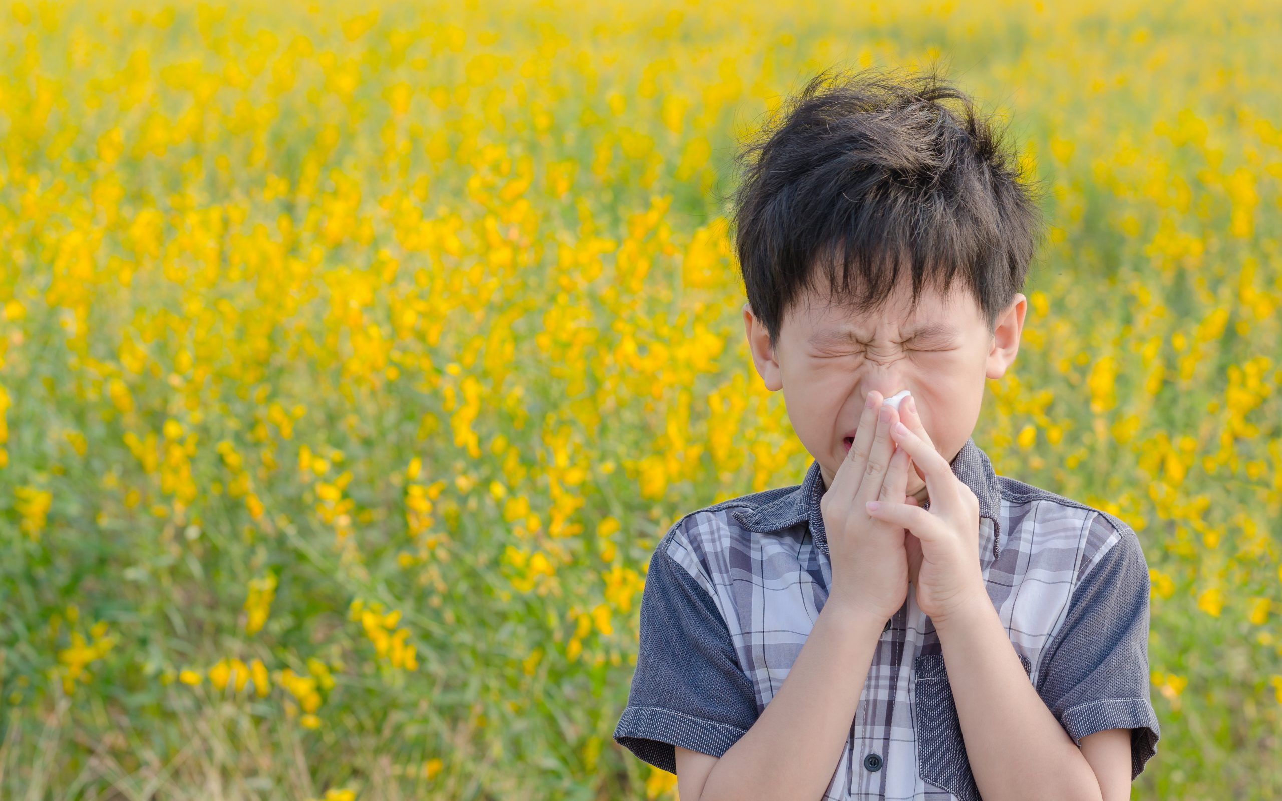 Allergien Ein kleiner asiatischer Junge hat eine Allergie gegen Blütenpollen. Der Junge hat eine laufende Nase im Blumenfeld und wischt sich die Nase mit einem Papiertaschentuch ab.