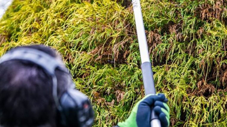 Mit der richtigen Hilfe gleicht sich der fehlende grüne Daumen aus. Bildrechte: anyhelpnow Services GmbH & Co. KG